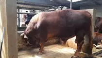 Sapi 1,3 Ton Bernama Tatang Terpilih Jadi Hewan Kurban Presiden