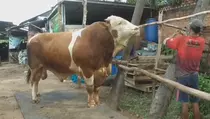 Sapi Ganteng Blembo Jadi Hewan Kurban Presiden Prabowo di Palembang