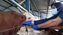 Hadiah Spesial Iduladha, Prabowo Beri 8 Sapi Jumbo untuk Babel