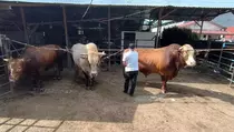 Prabowo Beli 3 Sapi Kurban Rp 258 Juta dari Peternak di Binjai