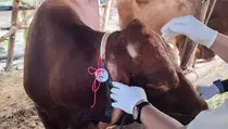 Mendalami Makna Ibadah Kurban, Menyambut Iduladha Penuh Berkah