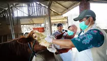 Jelang Iduladha, Pemkab Kediri Perketat Pemeriksaan Hewan Kurban
