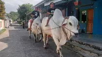 Sapi Kurban Gubernur Jateng Ahmad Luthfi Diarak Keliling Kampung