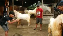 Lebih Utama Kurban Kambing atau Sapi? Ini Penjelasannya