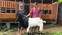 Bolehkah Kurban Kambing untuk Sekeluarga? Ini Faktanya