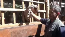 Kambing Etawa dan Sapi Limosin Jadi Primadona Pembeli untuk Kurban