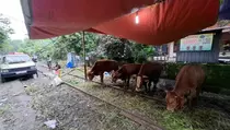 Pasar Menjanjikan, Gresik Diserbu Pedagang Hewan Kurban Luar Daerah