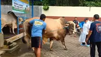 Sapi Pedrosa Milik Warga Jombang Dibeli Presiden Prabowo Rp 86 Juta