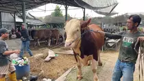 Presiden Prabowo Pilih Sapi Simental 1,1 Ton dari Bekasi untuk Kurban