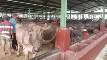 Tradisi Kurban Kerbau ketimbang Sapi di Kudus, dari Mana Awalnya?