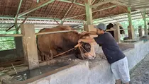 Sapi Kurban Presiden di Istiqlal Berbobot 1,3 Ton, Wapres 1,1 Ton