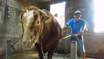 Berbobot 845 Kg, Sapi Bruno Gemoy Jadi Hewan Kurban Presiden Prabowo