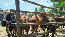 Kasus LSD dan Cacingan Ditemukan pada Hewan Kurban di Blitar