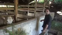 Sapi Limousin di Sumedang Raib Digondol Pencuri