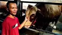 Sapi Sodron 1,3 Ton dari Boyolali Jadi Kurban Presiden Prabowo