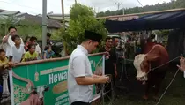Prabowo Sumbang Sapi 935 Kg untuk Warga Sangihe