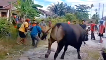 Sapi Kurban Kabur ke Kampus Jelang Disembelih, Warga Hubungi Damkar