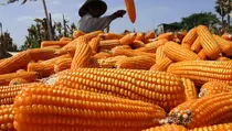 Produksi Jagung Surplus 380.000 Ton, Indonesia Siap Ekspor