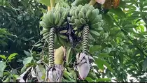 Unik, Pisang Kepok di Lebak Berbuah 2 Tandan Sekaligus