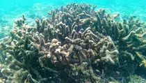 Tercemar Kaporit, Terumbu Karang di Pantai Pasir Putih Situbondo Rusak