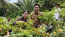 Bupati Sangihe Genjot Produksi Cabai untuk Redam Inflasi Daerah