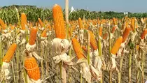 Kementan Perkenalkan Varietas Jagung Tahan Cuaca Ekstrem