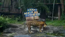 Populasi Hampir Punah, Batu Secret Zoo Peringati World Tiger's Day