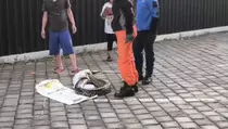 Mangsa Ternak Warga, Ular Piton 4 Meter Ditangkap Damkar di Surabaya