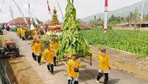 Tradisi Tungguk Tembakau di Lereng Merapi-Merbabu Meriahkan Panen