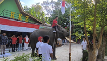 2 Gajah di Kasang Kulim Zoo Jadi Pengerek Bendera HUT RI