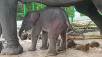 Bayi Gajah Sumatera Lahir di Way Kambas, Tambah Populasi Konservasi