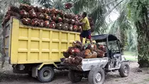 Biodiesel Indonesia Menang di WTO, Perjuangan Belum Usai