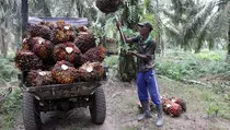 Anggota DPR: Sawit Ancam Kedaulatan Industri dan Ekologi
