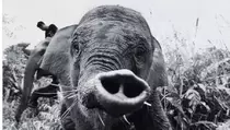 Anak Gajah Tari di Taman Nasional Tesso Nilo Riau Mati Mendadak