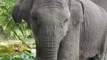 Curiga Diracun, Polda Riau Usut Kematian Gajah Tari di Tesso Nilo
