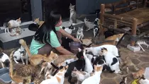 Kisah Relawan Selamatkan Puluhan Kucing Liar Saat Kerusuhan Jakarta