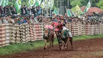 Karapan Sapi Piala Presiden 2025: Sumenep Gelar Seleksi
