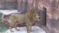 Boston, Singa Afrika Jantan Resmi Jadi Penghuni Baru Jember Mini Zoo