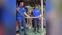 Warga Pangandaran Panik 2 Ular King Kobra Masuk ke Rumah