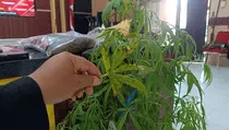 Heboh Ladang Ganja di Blitar: Pelaku Jual Bibit hingga Pohon Hidup