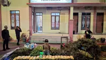 Operasi Antik Seulawah 2025, Polres Bireuen Sita 154 Kg Ganja