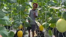 Manfaatkan Atap Rumah, Pria Lumajang Sukses Bertani Melon