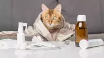 Kunci Pengobatan Kanker Ada pada Kucing?