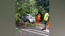 Penampakan Mobil Nissan March Tertimpa Pohon Tumbang di Manggarai Sore Ini