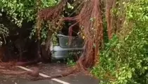 Pohon Beringin Tumbang Timpa Mobil di Manggarai, 3 Penumpang Selamat