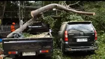 2 Mobil Parkir Ringsek Tertimpa Pohon Tumbang di Setiabudi