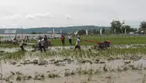 Bak MotoGP! Serunya Balap Traktor di Bantul