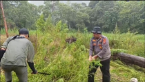 Bareskrim Temukan Ladang Ganja 51,75 Hektare di Pining Aceh