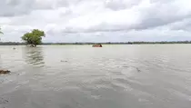 Banjir Akibatkan Ratusan Hektare Sawah di Pangandaran Gagal Panen