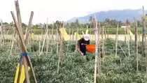 Target Panen 10 Ton, Petani Milenial Pandeglang Pakai Smart Farming